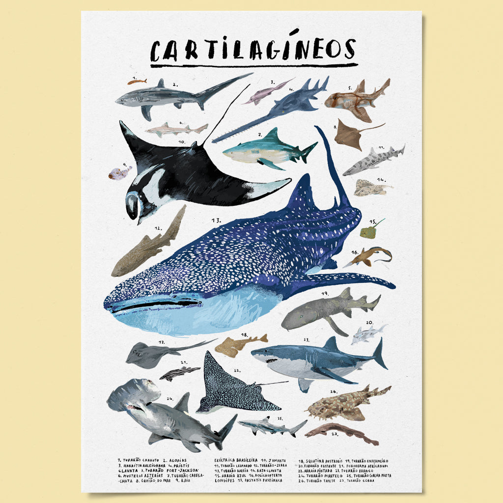 Poster Ilustrado - Cartilagíneos