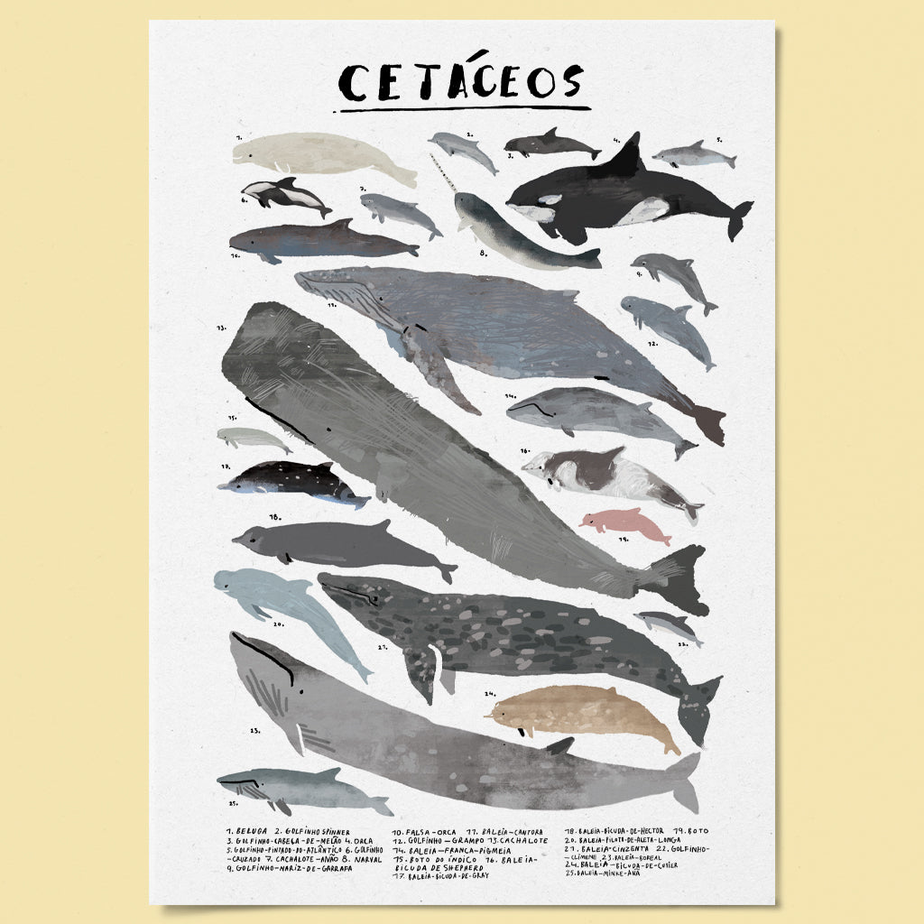 Poster Ilustrado - Cetácios