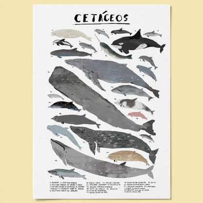 Poster Ilustrado - Cetácios