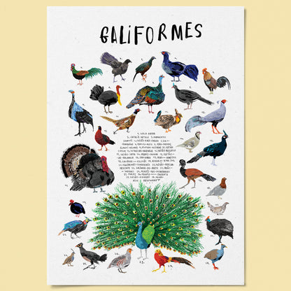Poster Ilustrado - Galiformes