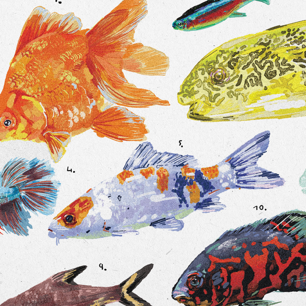 Poster Ilustrado - Peixes Ornamentais