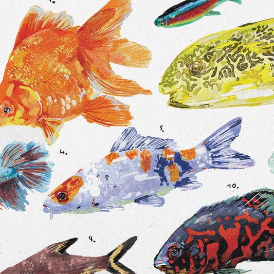 Poster Ilustrado - Peixes Ornamentais