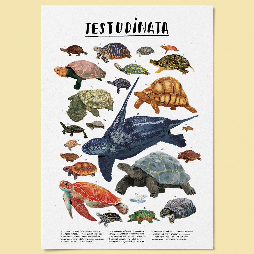 Poster Ilustrado - Testudinata