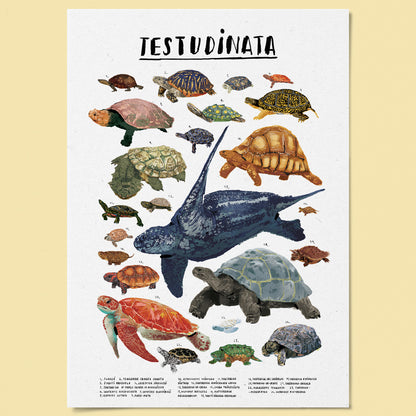 Poster Ilustrado - Testudinata